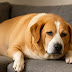 Obesidade em Pets: Causas, Riscos e Como Ajudar Seu Animal a Emagrecer