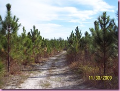 Path in the pine trees.