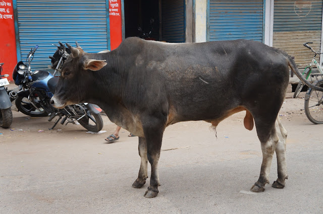 Sapi di India sebesar ini dilepas begitu saja dijalanan