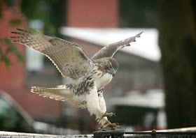 Tompkins Square red-tailed hawk fledgling