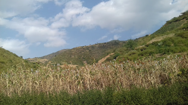 Different Sorghum types, Habru area