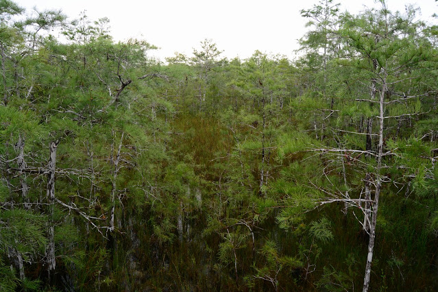 Taxodium ascendens