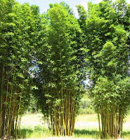 Bamboo Varieties2