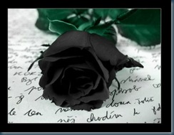 Rosa negra y texto