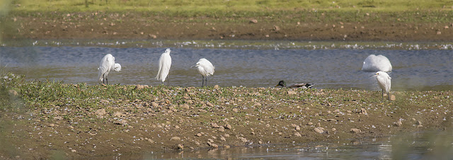 A Row of Little Egrets