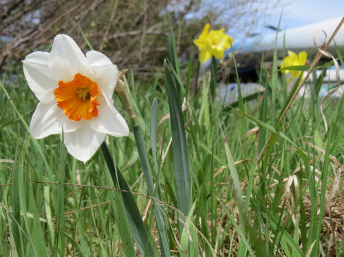 Duke of Windsor daffodil