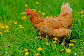 Ayam Kampung