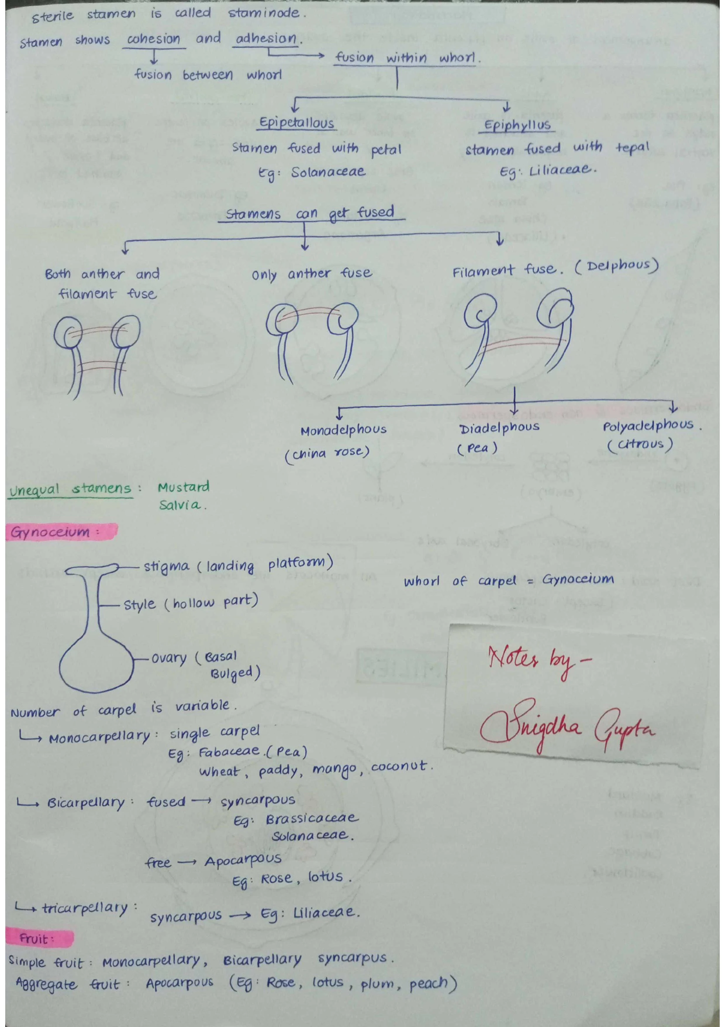 Morphology of Flowering Plants - Biology Short Notes 📚