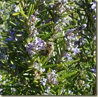 bee on rosemary_1_1