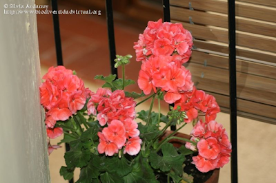 http://www.biodiversidadvirtual.org/herbarium/Pelargonium-hortorum-L.H.Bailey-img164431.html