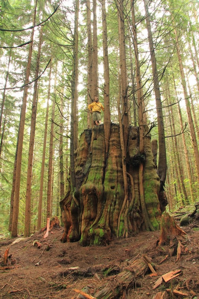 Red Cedar stump in North Vancouver