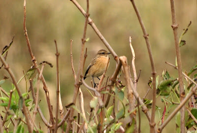 Swartkieltsje - Roodborsttapuit - Saxicola rubicola