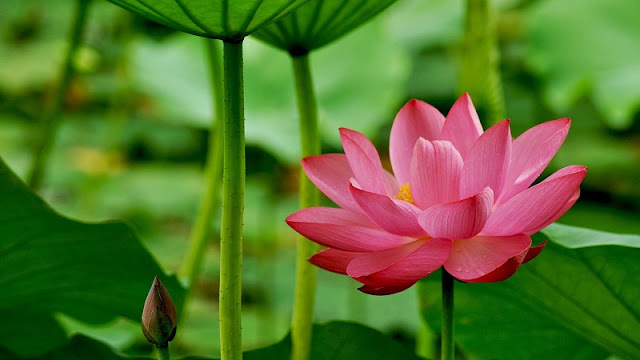 Lotus (Hoa Sen) 2