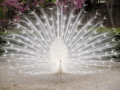 White peacock wallpaper 