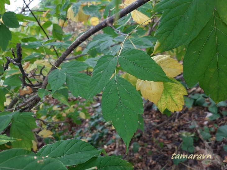 Клён американский / Клён ясенелистный / Клён негундо (Acer negundo, =Acer fraxinifolium)