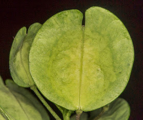 Thlaspi arvense, Field Penny-cress.  Hayes Street Farm, 5 December 2014.