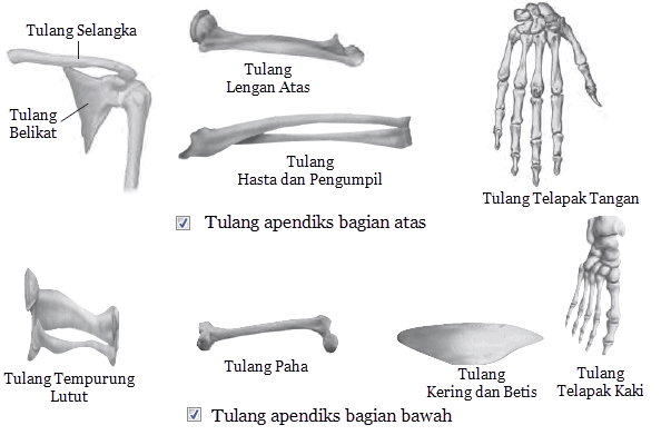 Rangkuman SISTEM GERAK  MANUSIA Pengertian Fungsi  Tulang 