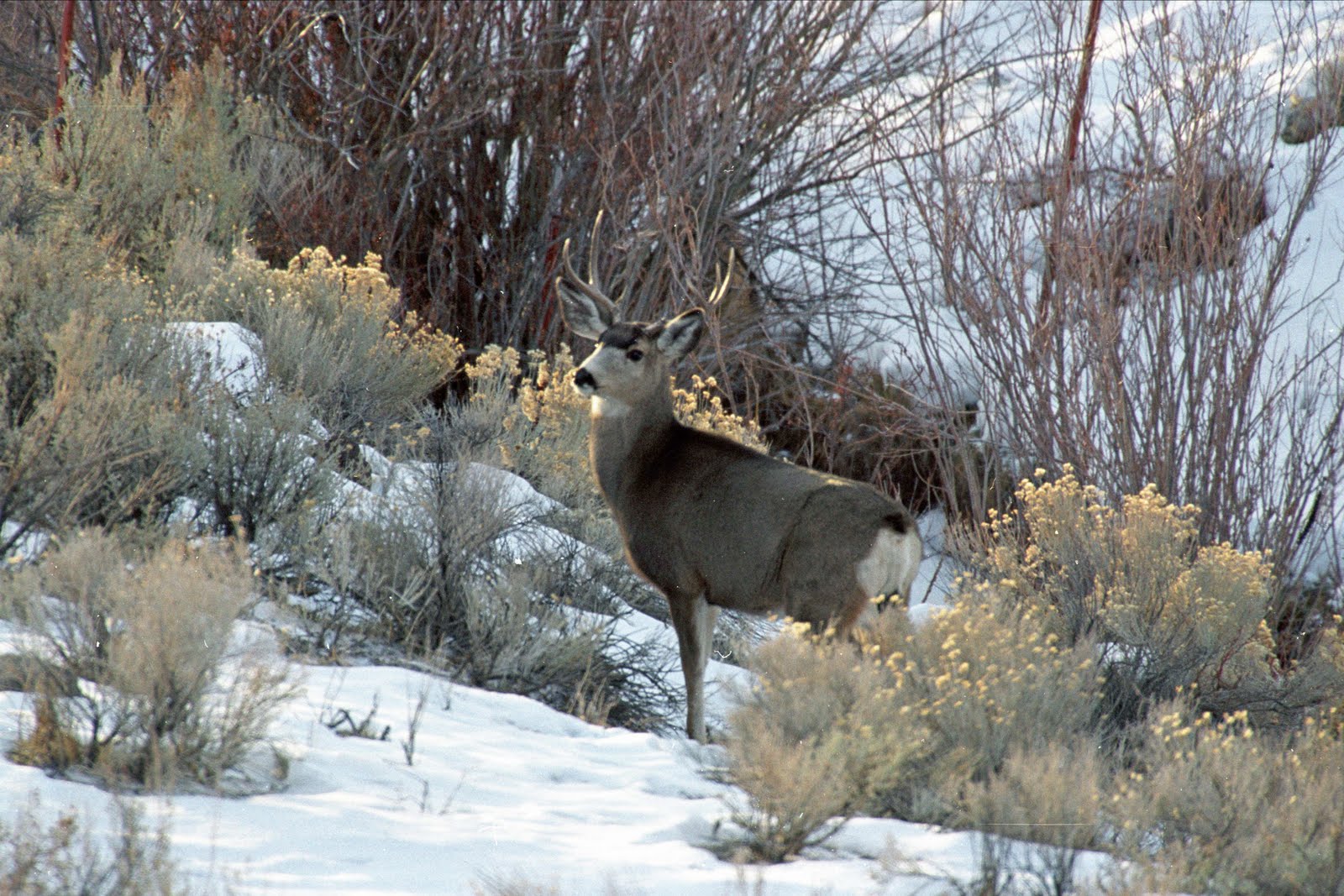 Mule Deer