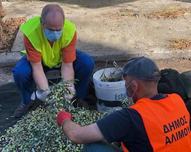 Λιομάζωμα Κι Εφέτος Στον Δήμο Αλίμου