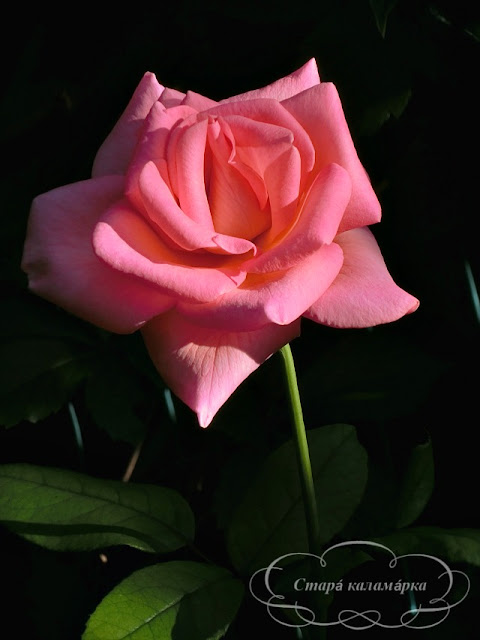 роза королевский фарфор, розарии фото, розы в саду