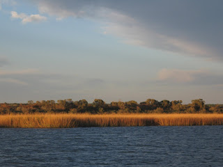 Click to see Golden Marsh Grasses