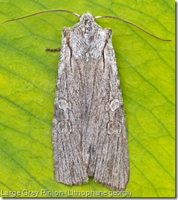 Large Grey Pinion (Lithophane georgii) (2)