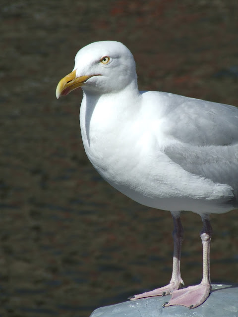 Katwijkse meeuw