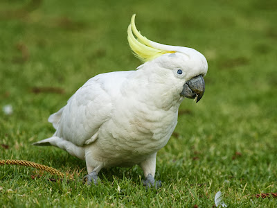 White parrot HD Bird wallpaper
