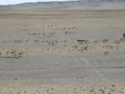 auf der gestrigen Fahrt nach Villazón viele Vicuñas