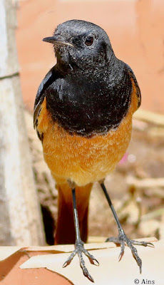 "Black Redstart - Phoenicurus ochruros perched on garden flower pot,displaying dark plumage with contrasting orange-red tail feathers. Winter common migrant to Mount Abu."