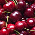 Cherry đỏ Úc 