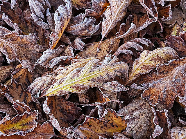 Blanket of oak leaves in various shades of brown