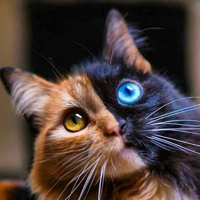 Introducing-Quimera-the-Breathtaking-Feline-with-T͏wo͏-D͏i͏ffe͏r͏e͏n͏t͏-Fa͏c͏e͏s͏-cats-stories