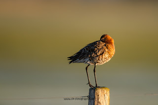 Wildlifefotografie Uferschnepfe Ochsenmoor Olaf Kerber