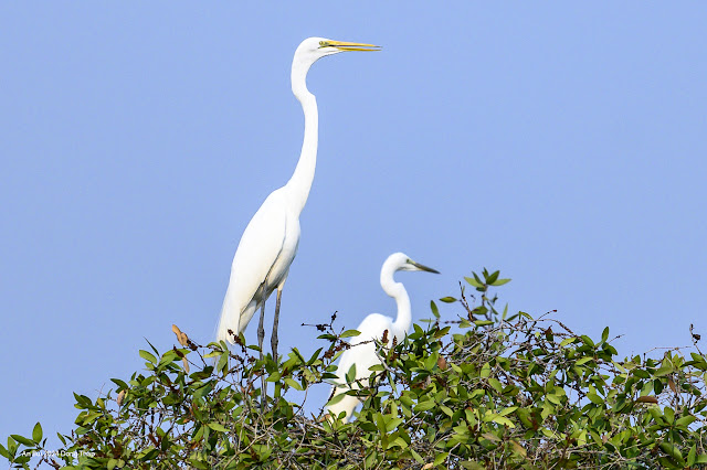 An Bui 2024 Dong Thap - Great Egret (Diệc Lớn)