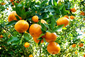 Produtores de tangerina da região serrana participam de capacitação na próxima sexta-feira (14)