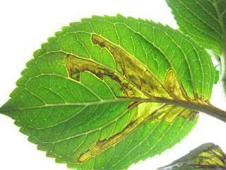 NCSU PDIC: Bacterial Leaf Spot: Acidovorax in the Greenhouse