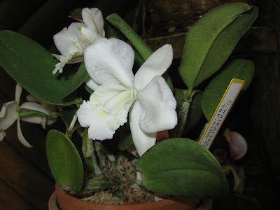 Grow and care Cattleya walkeriana orchid - Walker's Cattleya