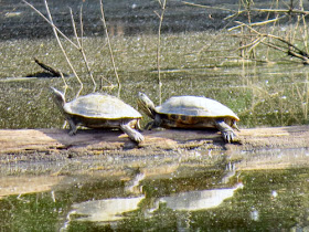 eastern river cooter