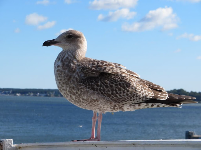 companheiras de viagem de Tallin para Helsínquia