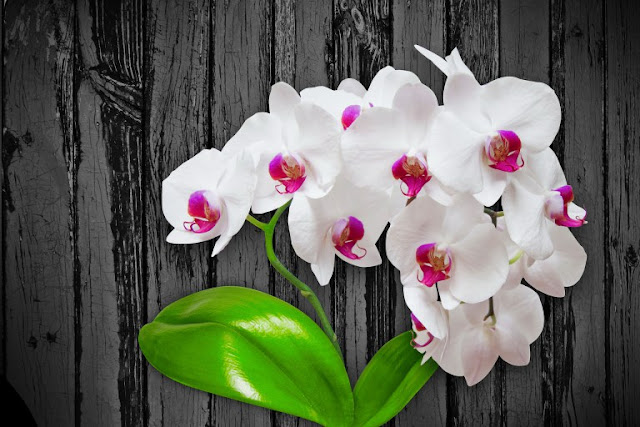 Orchid Flowers Wallpapers