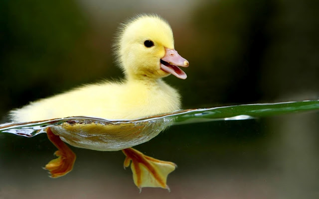 HQ Cutee Small Yellow Duck Wallpaper,16000 x 1000 resolution wallpapers,HQ Cutee Small Yellow Duck in water swimming Wallpaper,