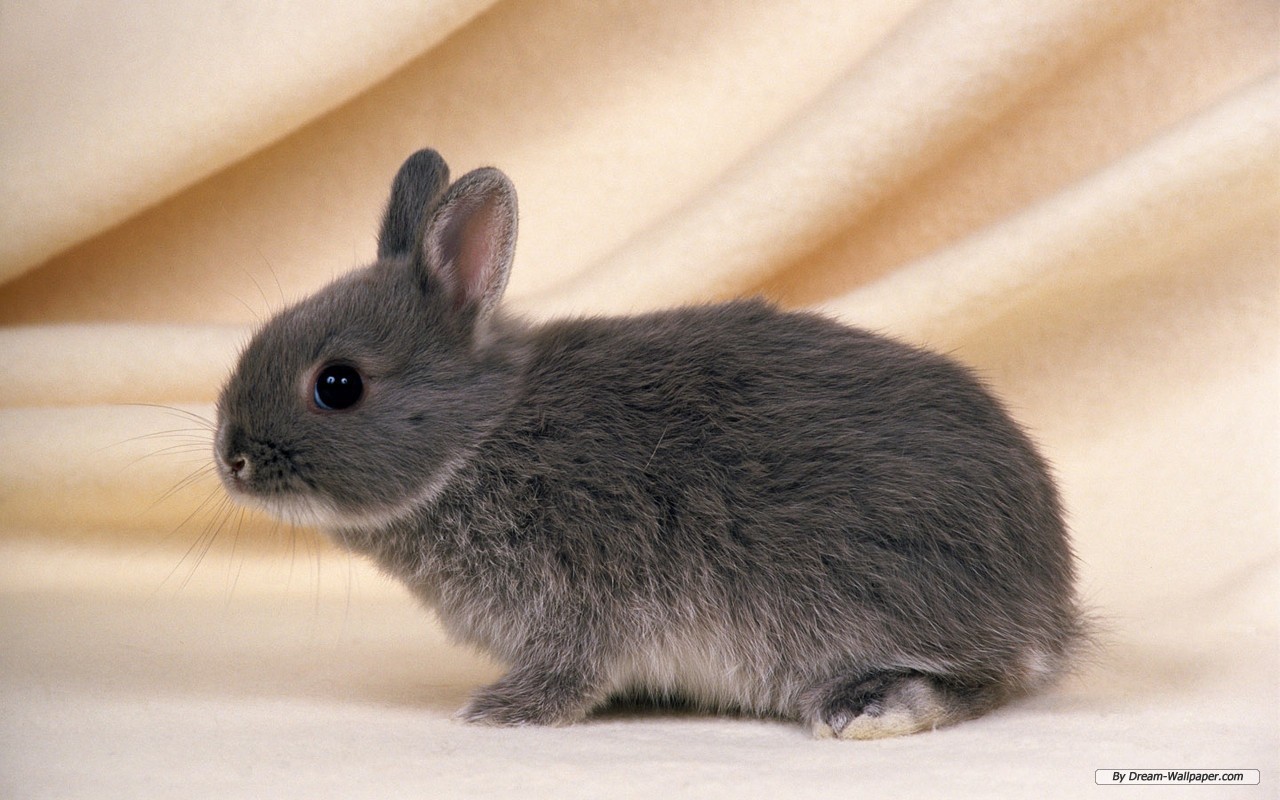 kotoran kelinci adalah pupuk kandang yang baik masa kehamilan kelinci