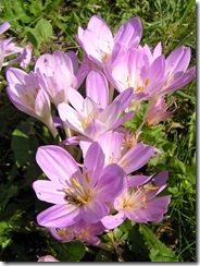 3,9,2011 včelí hoblování 390