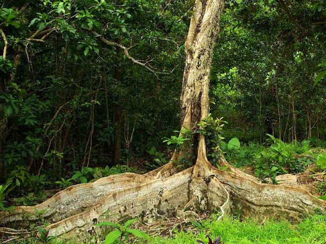 unusual tree found in jungle