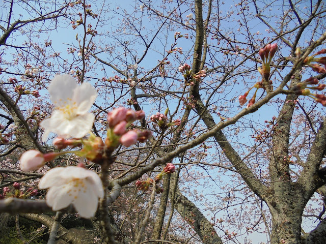 むきばんだ史跡公園入口のソメイヨシノ桜