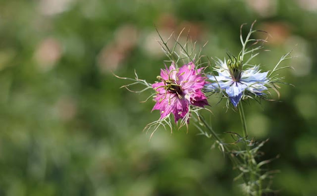 Love-in-a-Mist Flowers