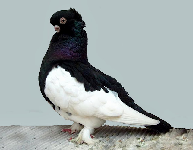 Best Pigeons HD Wallpaper Free