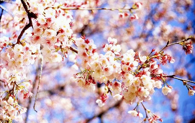  Kata Romantis Wallpaper  Bunga  Sakura  Jepang Cantik  