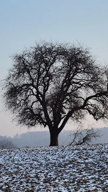 HD Wallpaper Winter Landscape, Tree, Field